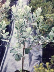 Feijoa